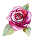 Rose 2